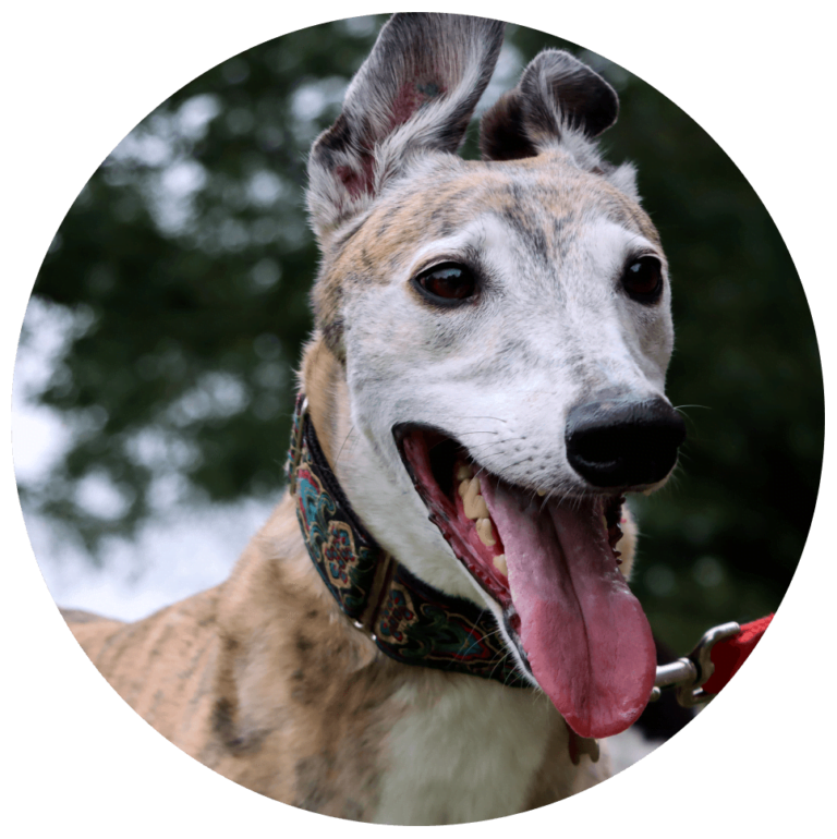 Home Longview Pet Sitting