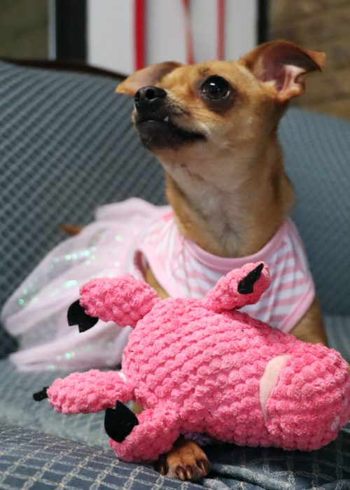 lgv pet sitting (1) (1)