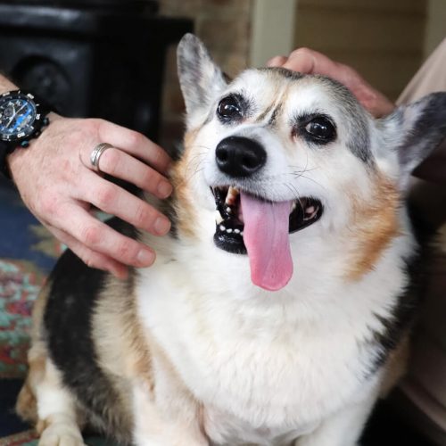 lgv pet sitting (7) (1)