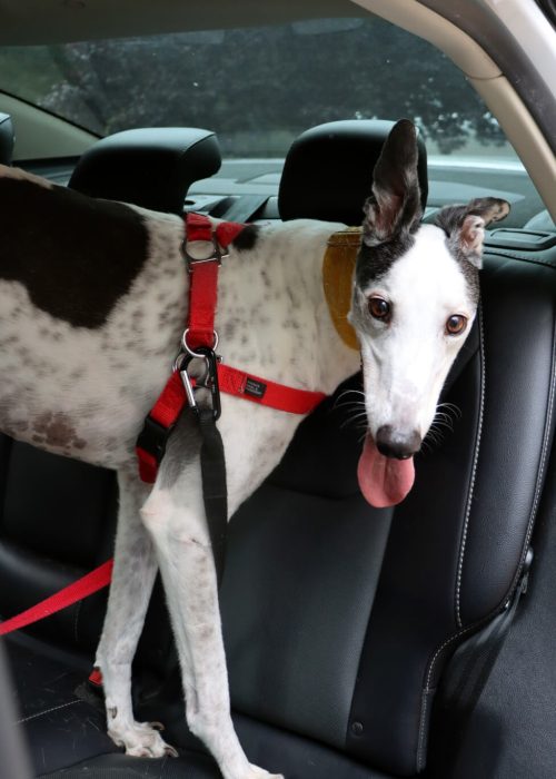 lgv pet sitting (8) (1) lgv pet sitting (8) (1)
