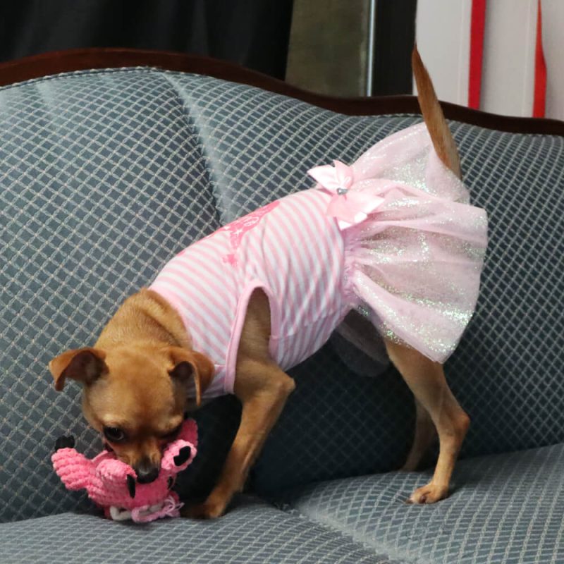 lgv pet sitting dog (1) (1)