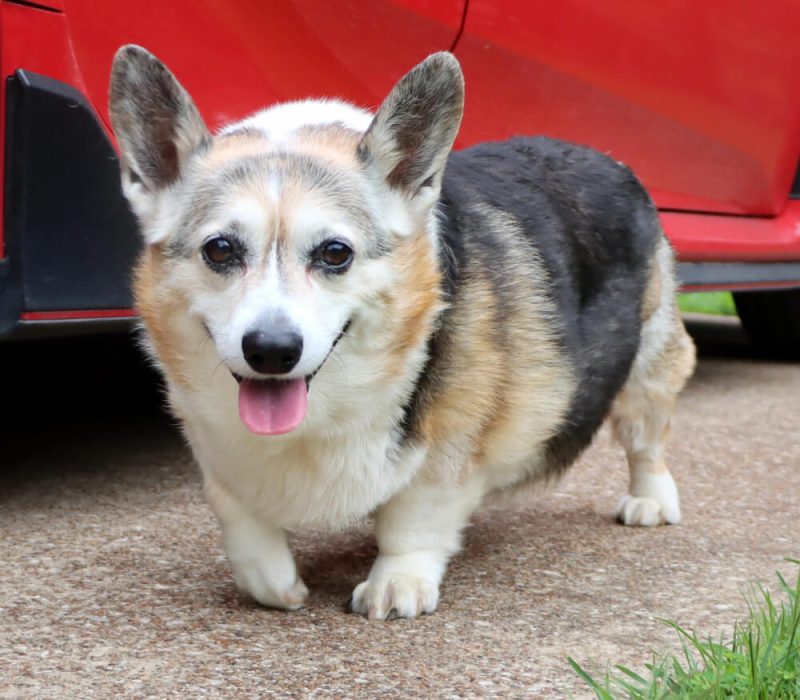 lgv pet sitting dog (3) (1)