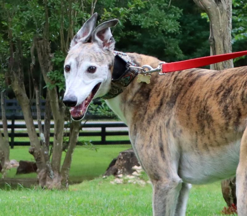 lgv pet sitting dog (5) (1)