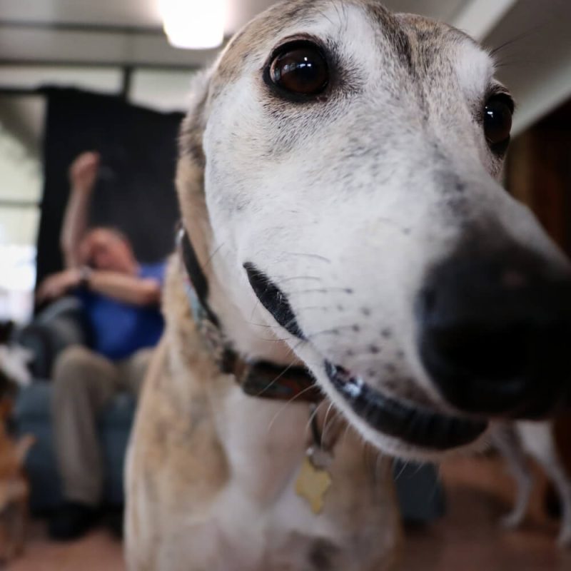 lgv pet sitting dog (7) (1)