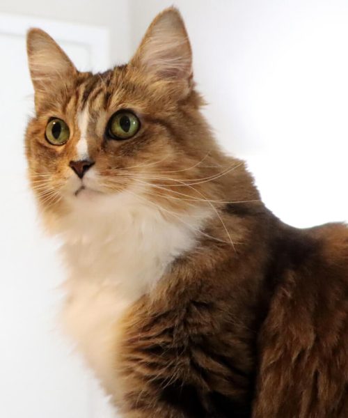 lgv pet sitting img (3) (1) lgv pet sitting img (3) (1)