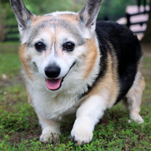 lgv pet sitting img (4) (1) (1)